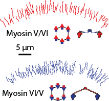 Myosin 5 and 6